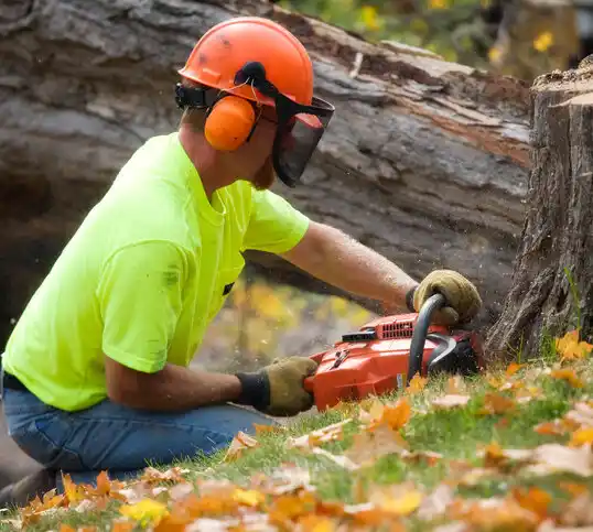 tree services Cape May Court House